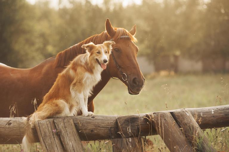 Veterinary Health: Deliver solutions for the future