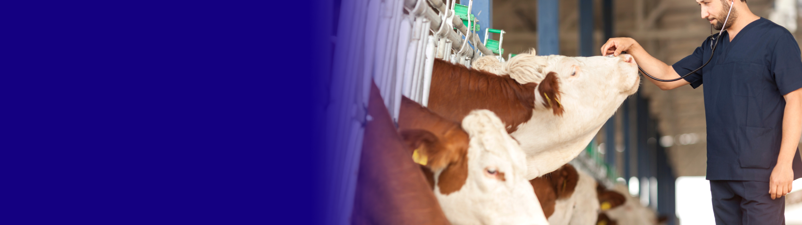 Shaping tomorrow's veterinary care: Croda's solutions across health applications