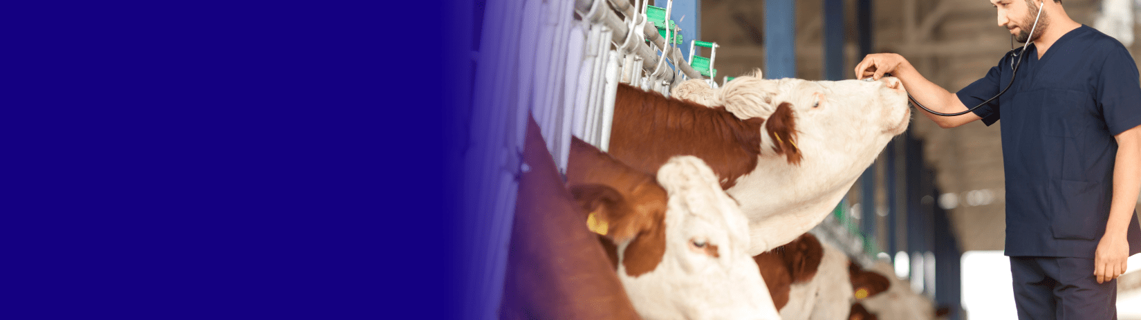 Shaping tomorrow's veterinary care: Croda's solutions across health applications