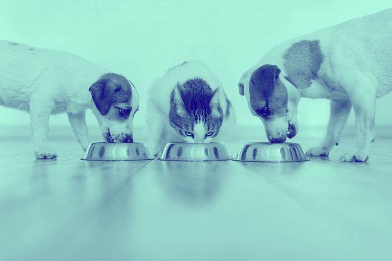 cats and dogs eating from food bowls