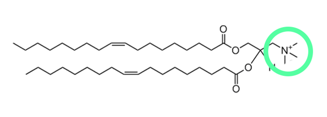 Structure of fixed cationic lipid