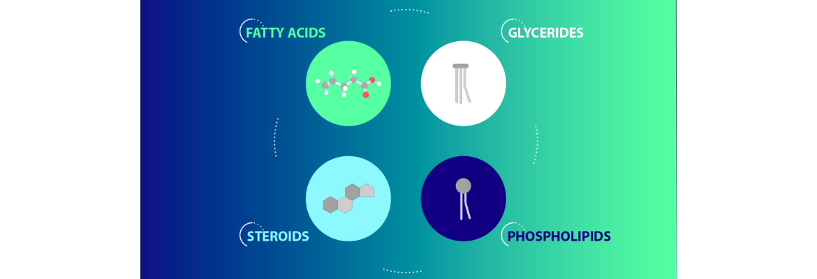 Types of lipids 