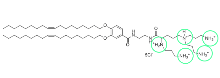 structure of multivalent cationic lipid