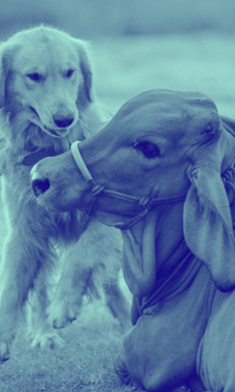Cow and dog in field with blue wash over image