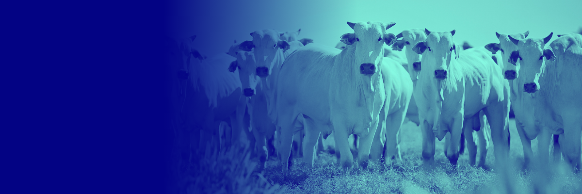 blue washed image of cows in field