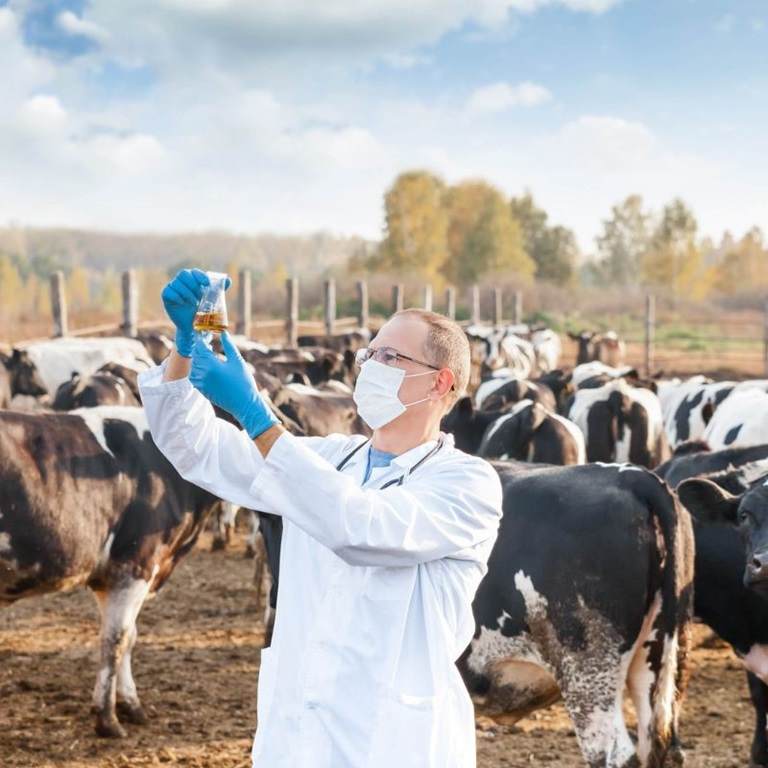 veterinarian in a field with cows