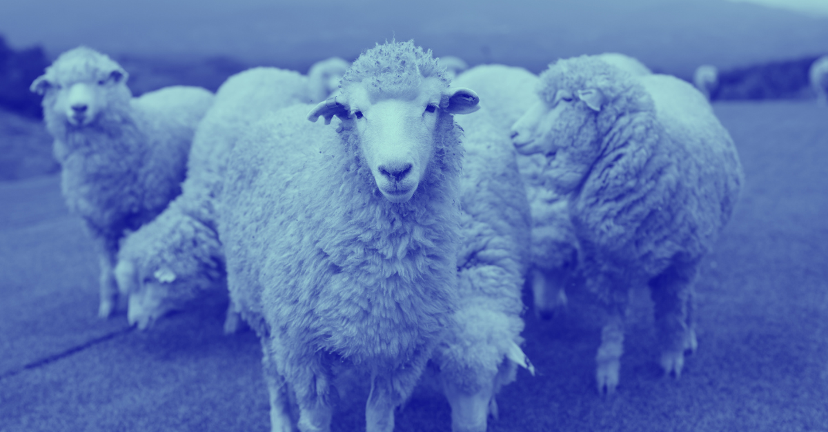 blue washed image of sheep in field