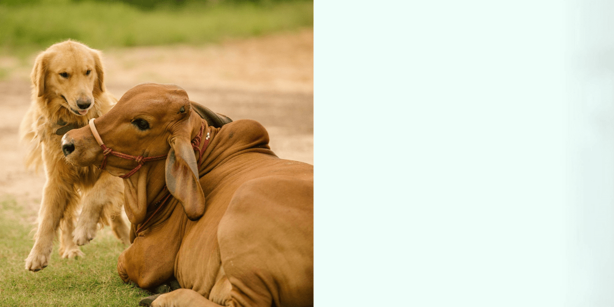 Cow and dog shown in field
