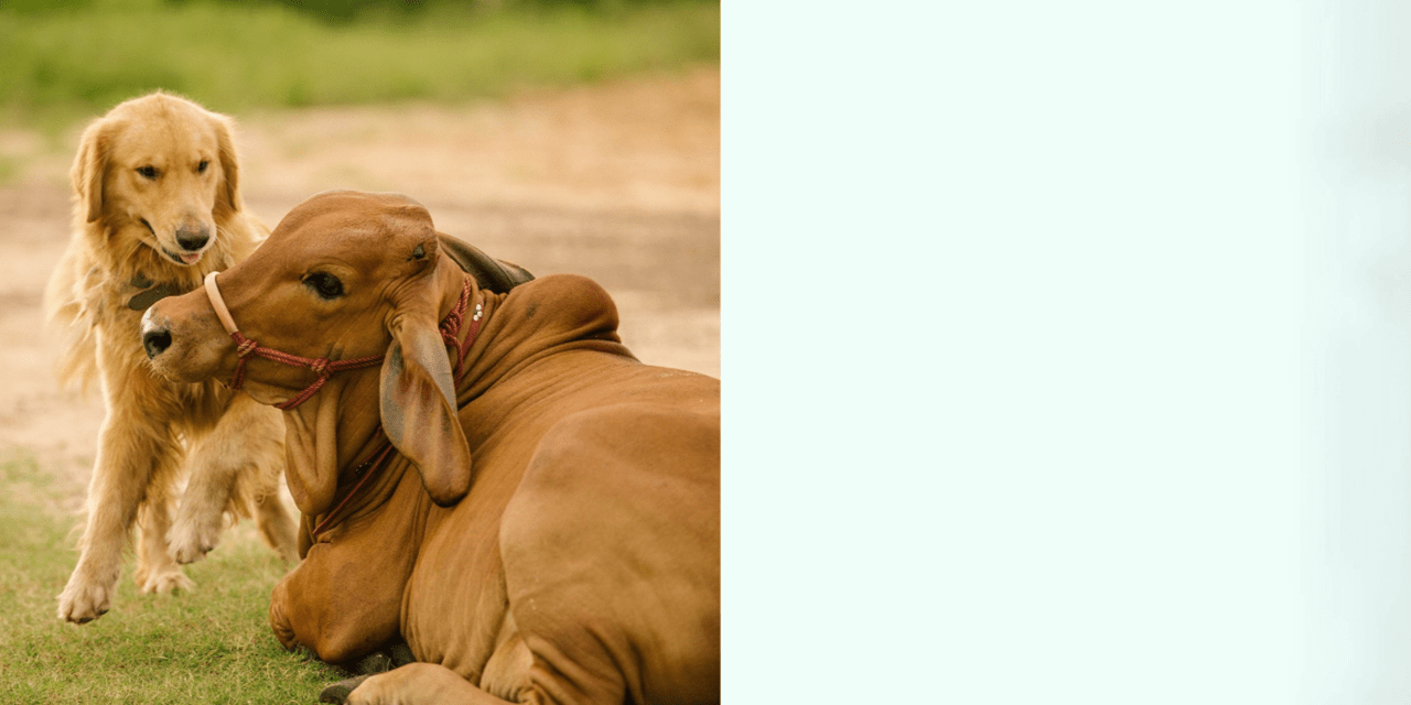 Cow and dog shown in field