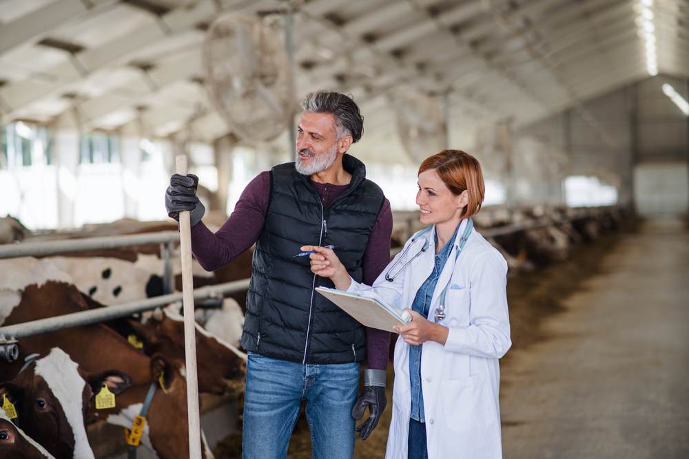 Farmer and vet with livestock in barn