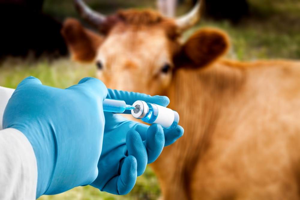 injection being administered to cow in barn behind fence