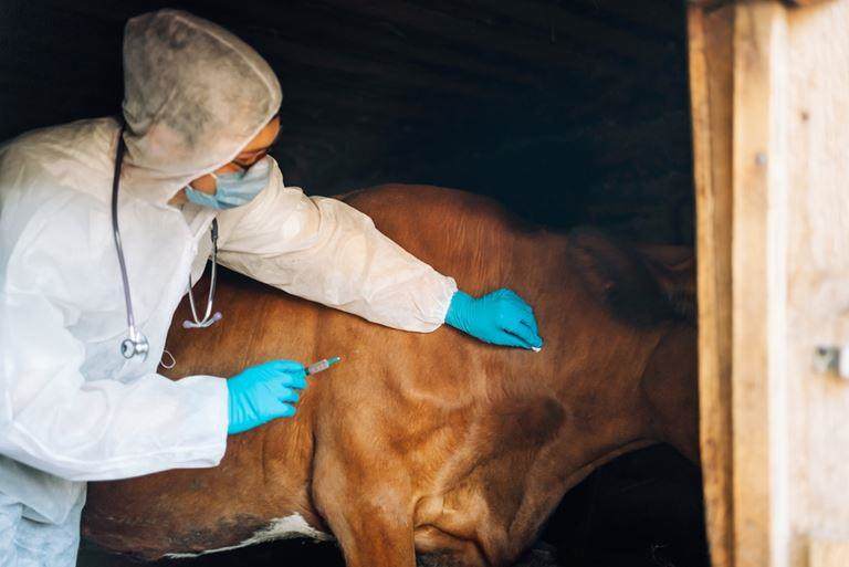 injection being administered to livestock