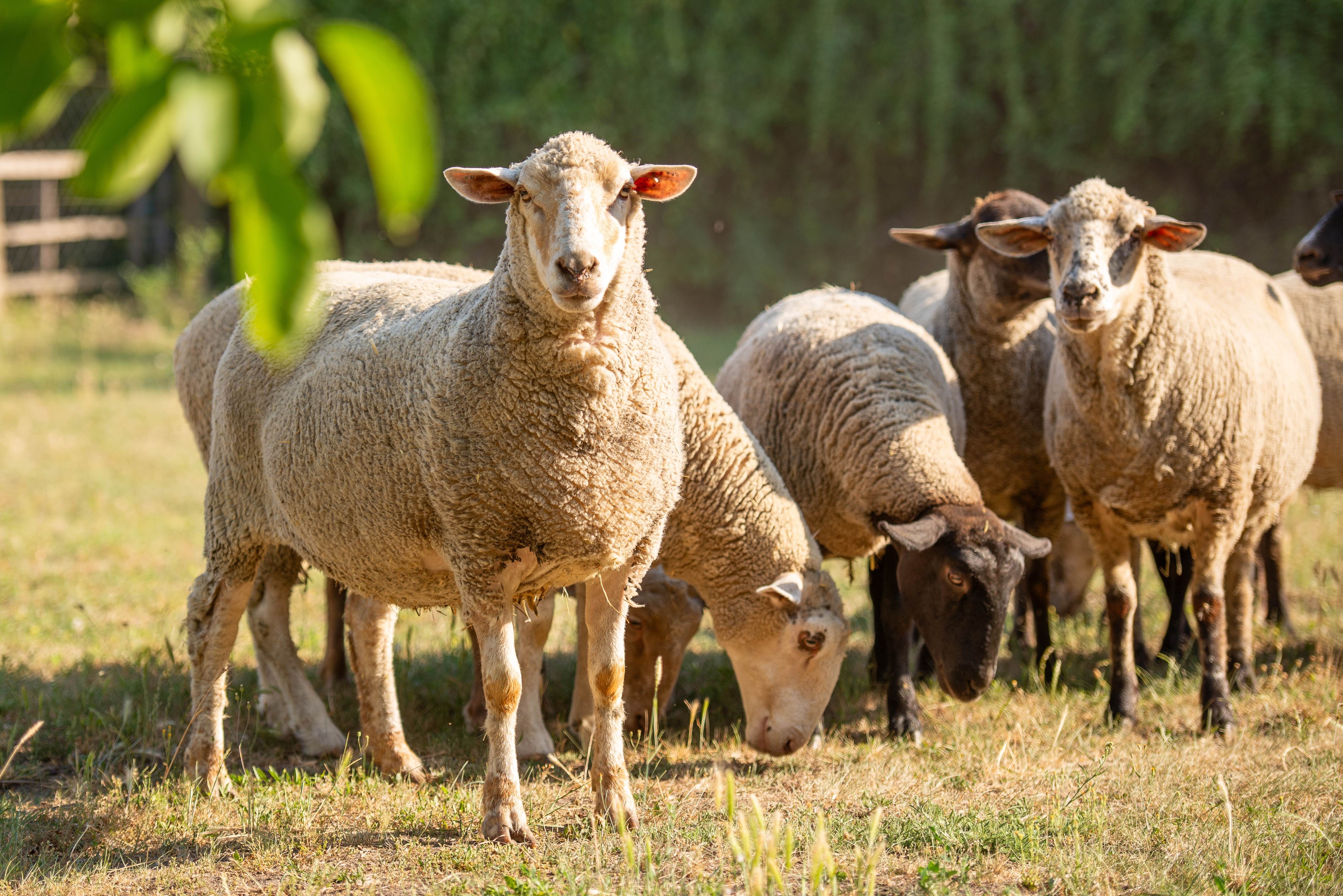 Multiple sheep grazing in field