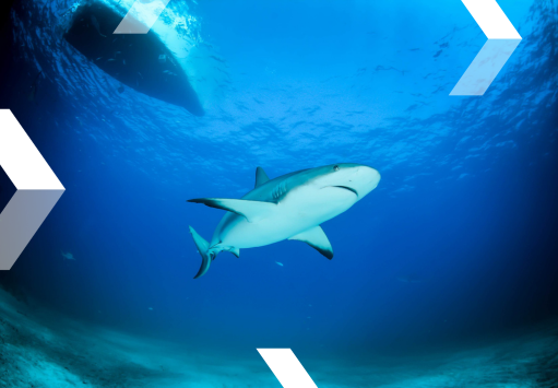 Shark swimming in sea