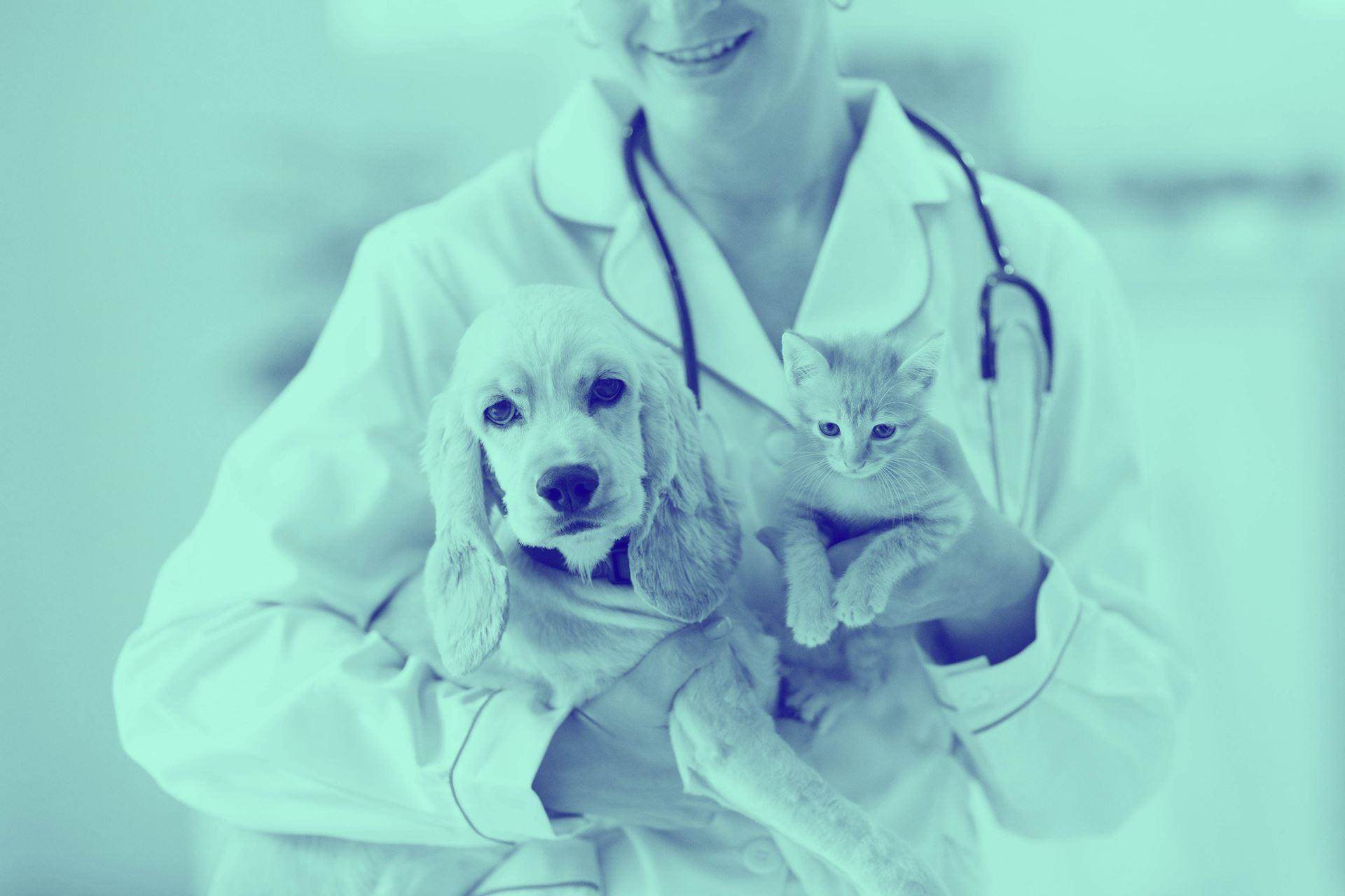 Vet examinando cães e gato