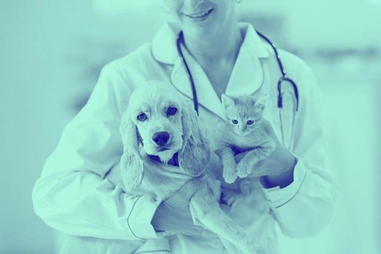Vet examining dog and cat.