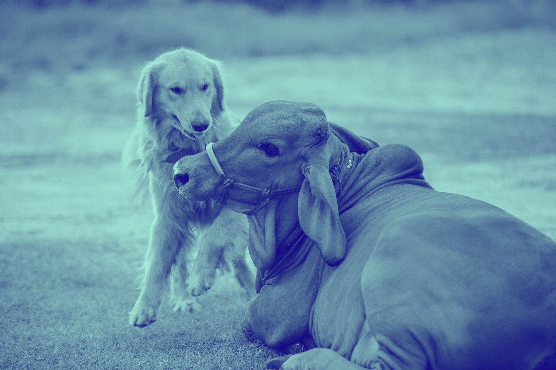 To serve the growing veterinary health market, we create, make, and commercialise a wide range of specialty excipients which are used to enhance the delivery, efficacy, and stability of actives in many types of livestock and companion animal health products. 