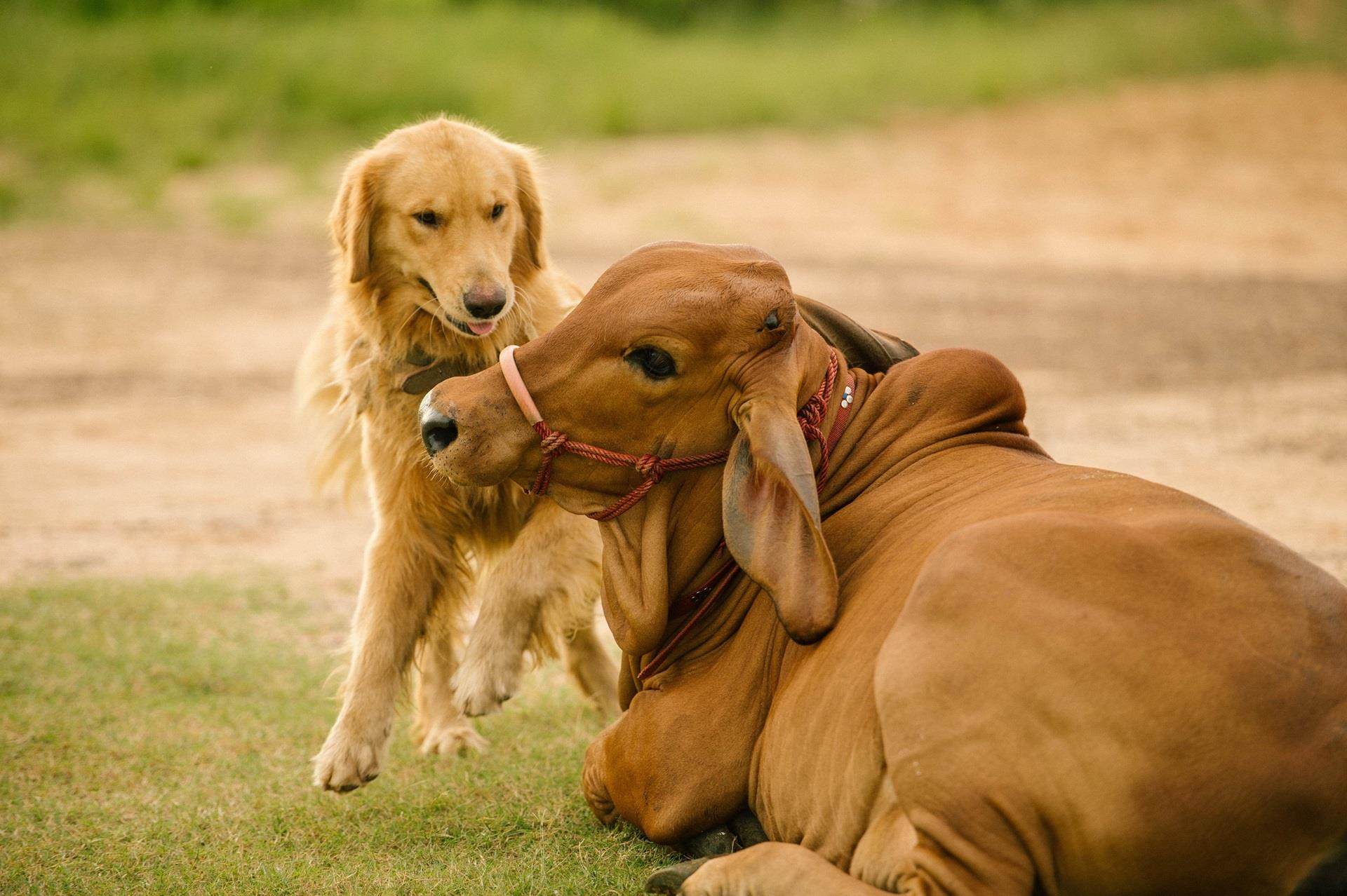 Perro jugando con vaca