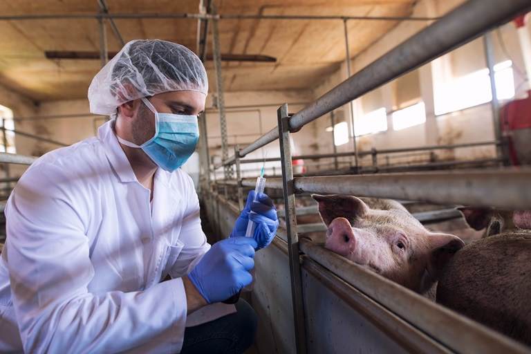 Veterinarian at cattle farm