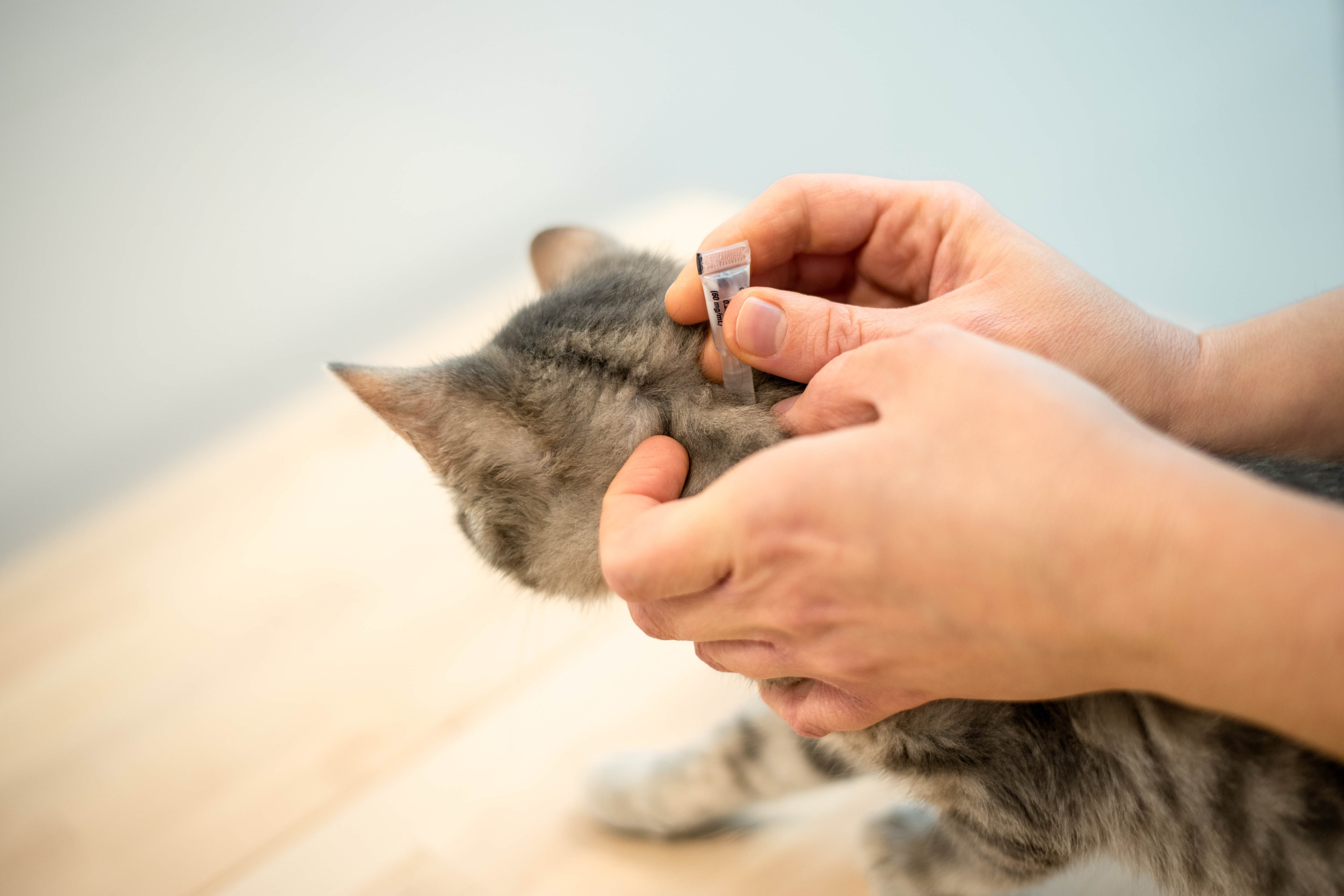 gotas anti-pulgas para tratar um gato