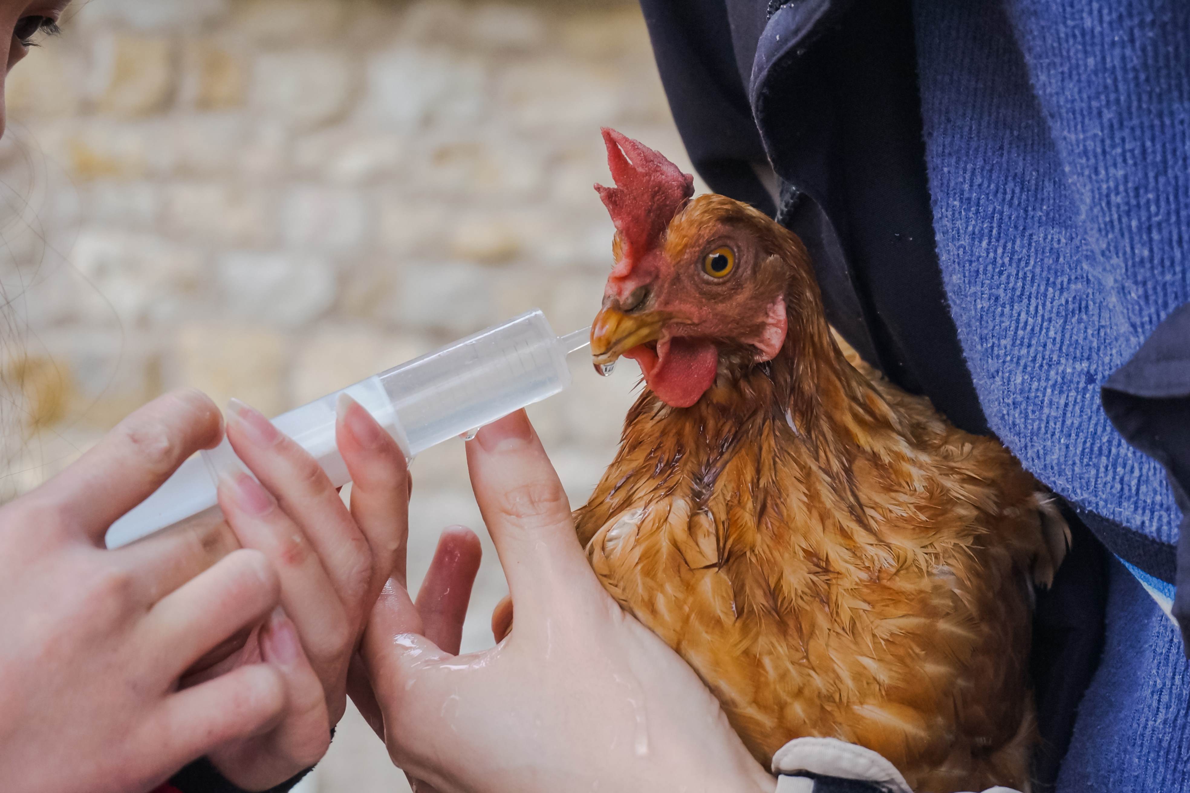 Cuidado veterinário em galinha