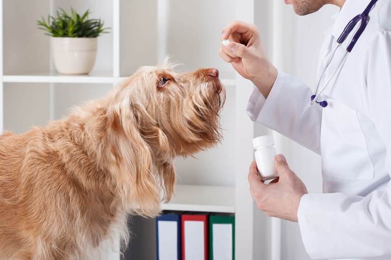 Dog taking medicine