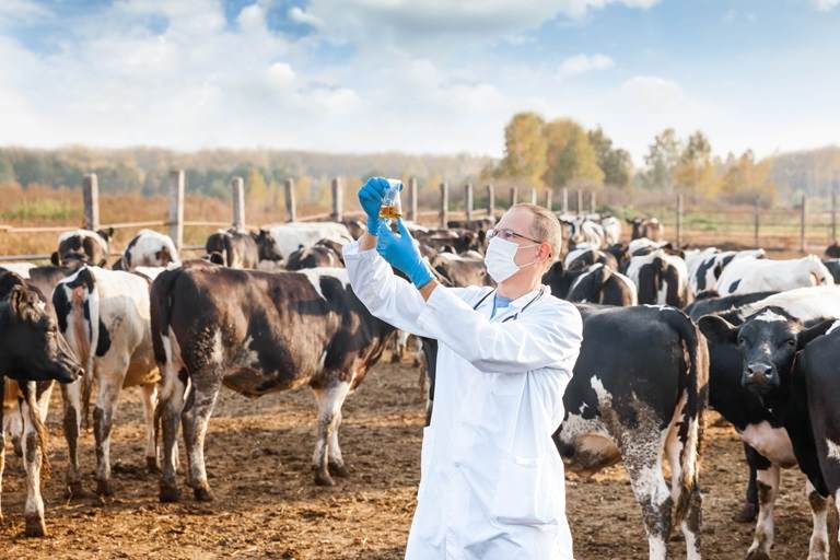  veterinarian in a white robe on cattle farm