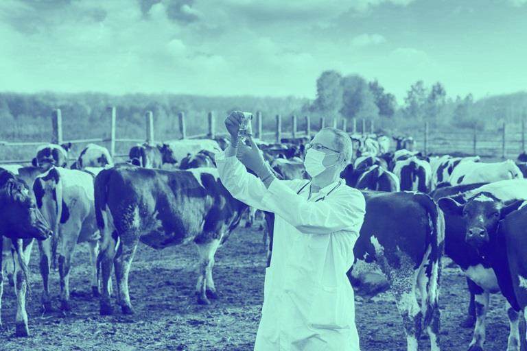 veterinarian in field with cows