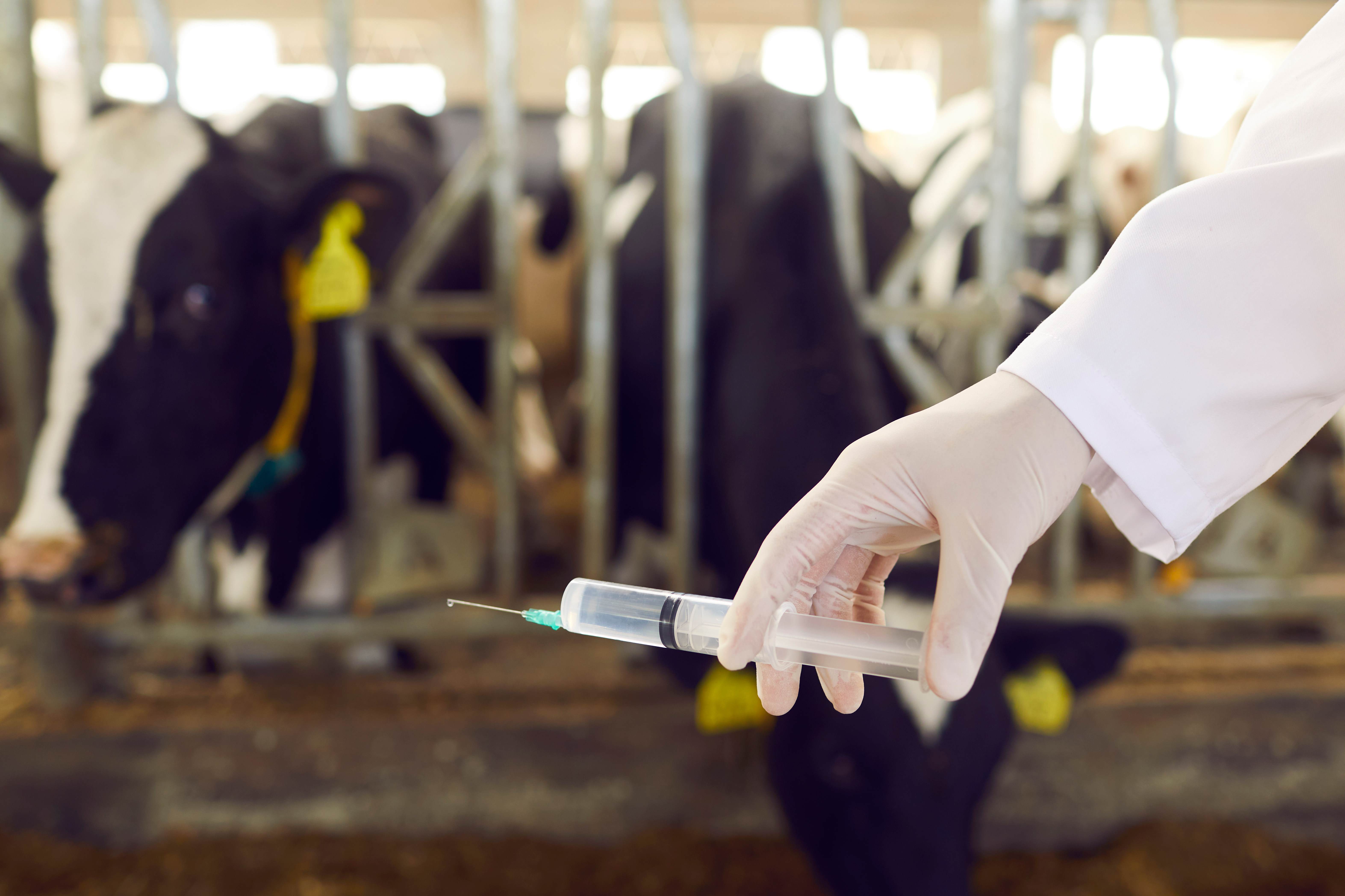  Closeup da mão do veterinário de gado na luva de borracha branca médica, segurando uma seringa com medicamento ou vacina para vacas leiteiras na fazenda de gado