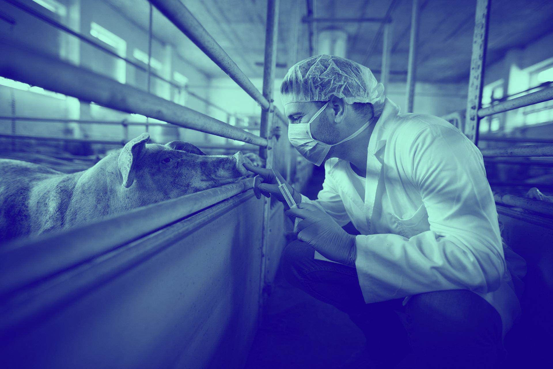 vet on farm performing injection on animal
