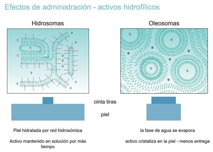 Effect on delivery - hydrophilic actives