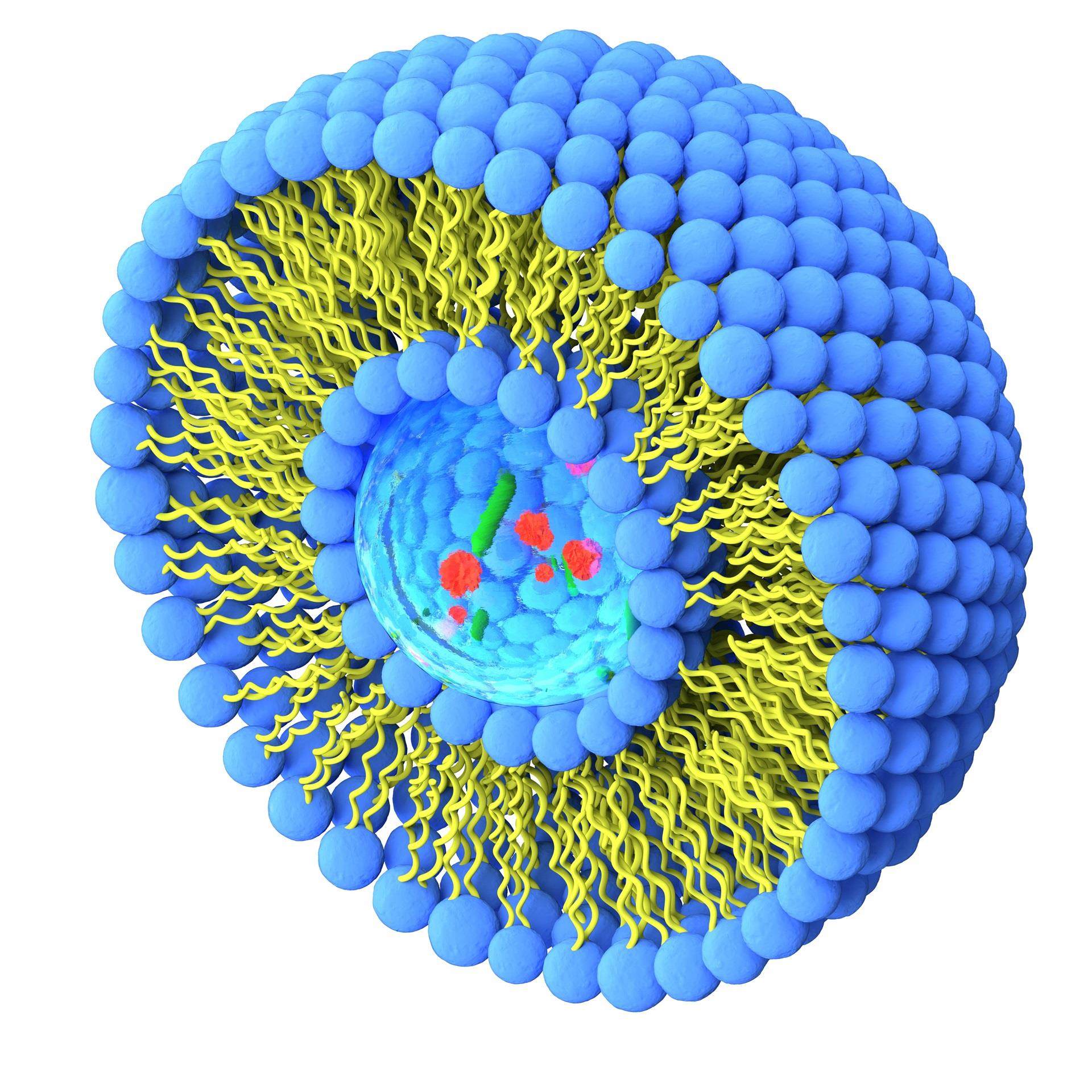 Structure of liposome