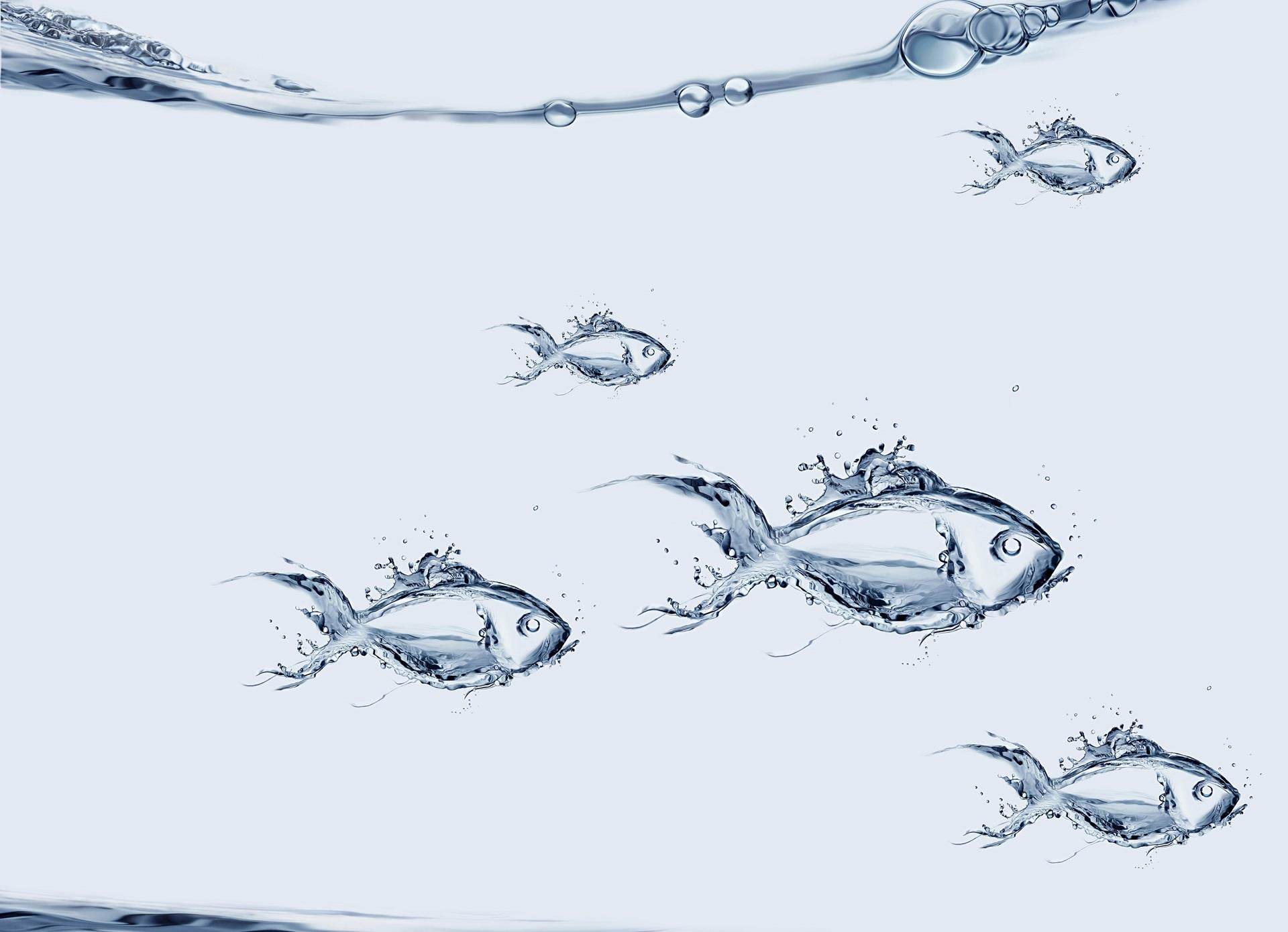 複数の魚が泳ぐ