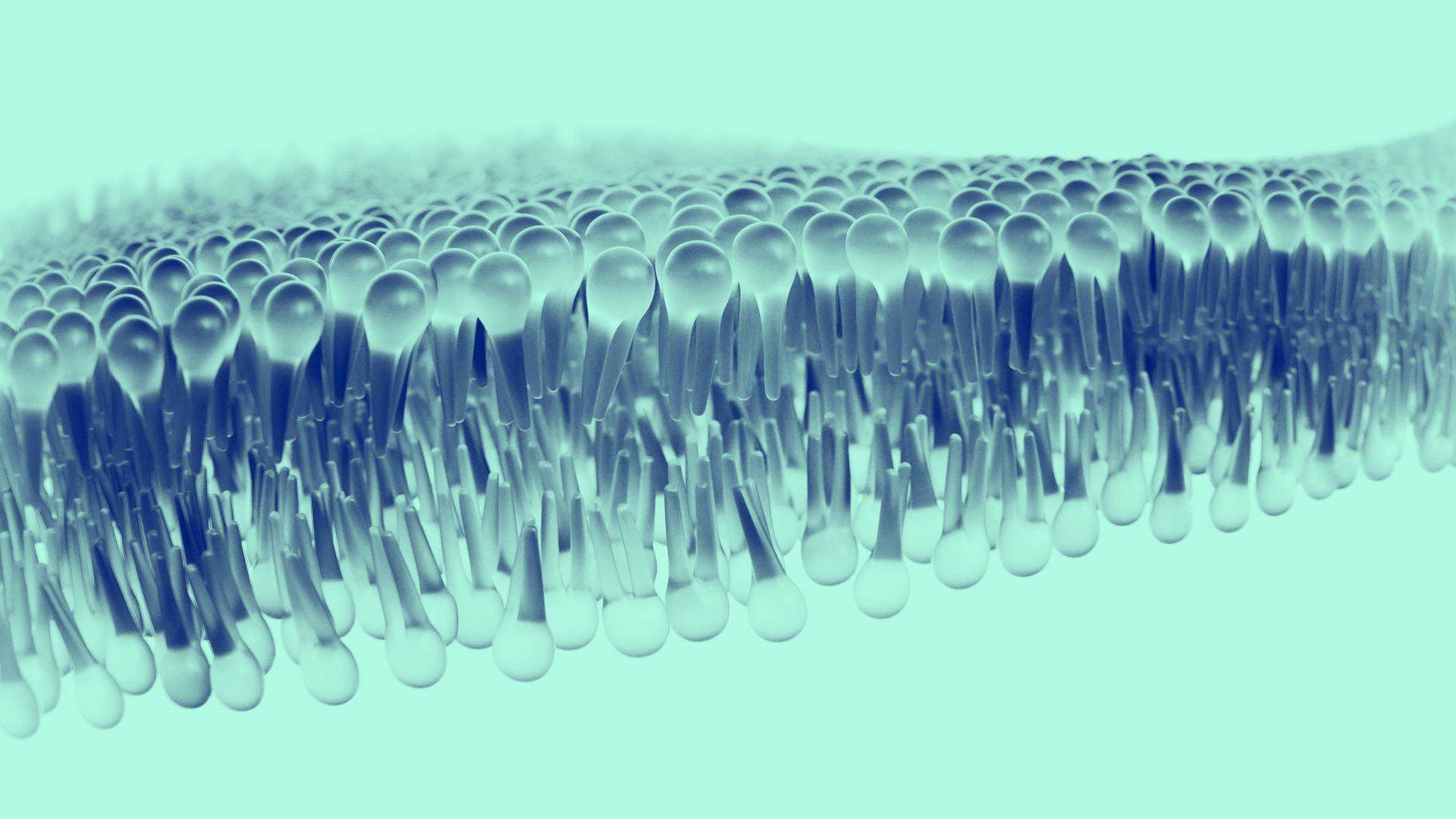 Human lipid bilayer