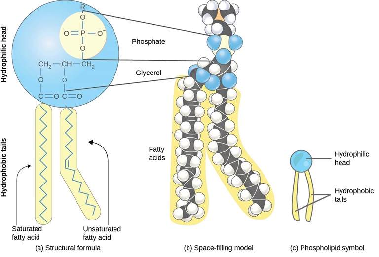 depiction of phosphatidylcholine