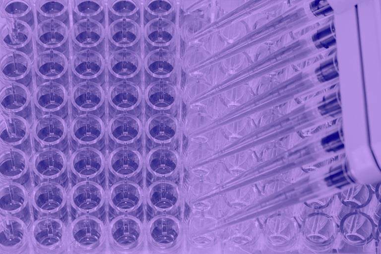 purple washed cell culture image